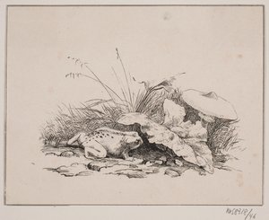 Padden av Johan Adolph Kittendorff