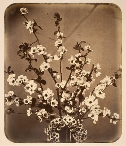 Blomstret stilleben av Adolphe Braun