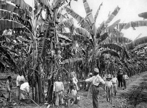 Bananplantasje, Jamaica, c1905.