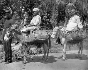 Til fengselet, Jamaica, c1905.