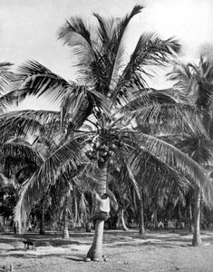 Plukke kokosnøtter, Jamaica, c1905