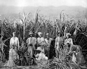 Sukkerrørkuttere, Jamaica, c1905.