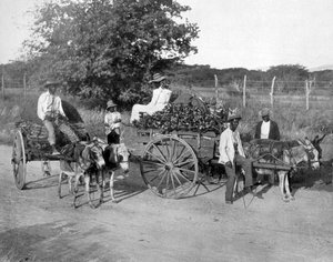 Trevogner, Jamaica, c1905. av Adolphe Duperly and Son