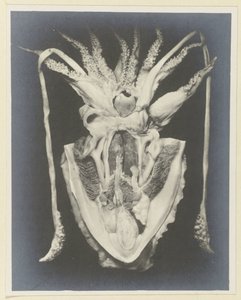 Anatomi til en blekksprut Anatomie de la Seiche (tittel på objekt) av Adolphe Louis Donnadieu