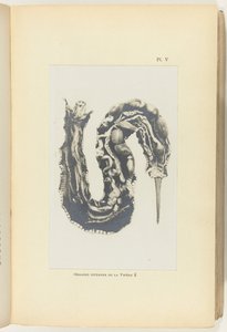 Kutt opp huggorm med organene synlige Organes internes de la Vipere (tittel på objekt) av Adolphe Louis Donnadieu