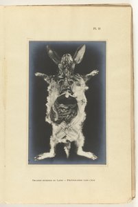 Opengesneden konijn met de organen zichtbaar Organes internes du lapin -Photographie dans l