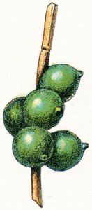 Blekksprutegg av Adolphe Philippe Millot