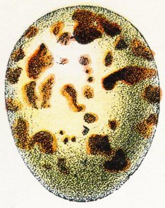Egg av eurasisk spurvehauk, 1923