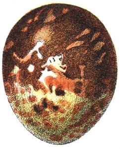 Egg of a Honey Buzzard (Pernis apivorus), 1923 av Adolphe Philippe Millot