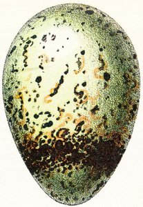 Lomvi-egg, 1923 av Adolphe Philippe Millot