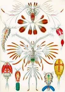 Illustrasjon av Copepoder, ca. 1909 av Adolphe Philippe Millot
