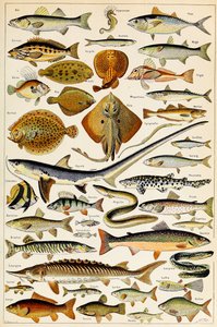 Illustrasjon av spiselig fisk, ca. 1923