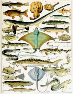 Illustrasjon av fisk ca. 1923 (litho)