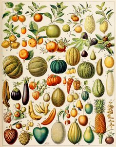 Illustrasjon av frukt ca.1923 av Adolphe Philippe Millot