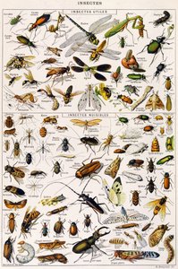 Illustrasjon av nyttige insekter og skadeinsekter ca. 1923 (litho)