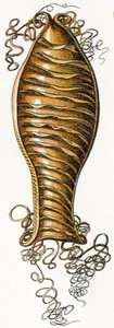 Ridged Egg tilfelle av cathai (Scyliorhinus), 1923 av Adolphe Philippe Millot