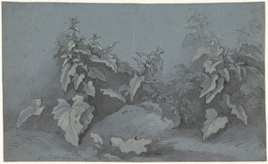 Plantestudie av Adriaan Boudewyns
