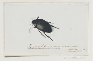 Svart vannbille Hydrophilus picens (tittel på objekt) av Adriaan van der Willigen