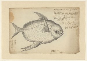 Kingfish av Adriaen Coenen