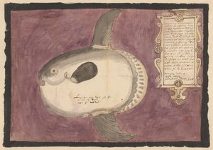 Havsolfisk (Mola mola) av Adriaen Coenen