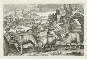 geit og sau Firebeinte dyr (serietittel) Animalivm Qvaddrvpedvm (serietittel) av Adriaen Collaert
