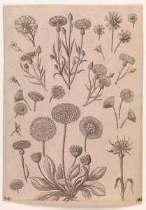 Kornblomster av Adriaen Collaert