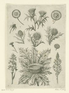 Fjernt på forskjellige måter Florilegium (serietittel) av Adriaen Collaert
