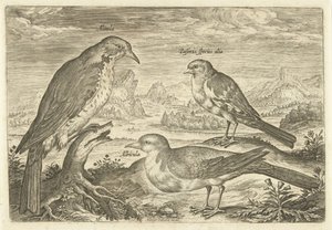 Tre fugler i et landskap Avium Vivae (serietittel) Fugler (serietittel) av Adriaen Collaert