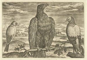 Tre fugler i et landskap Avivm Vivae (serietittel) Fugler (serietittel) av Adriaen Collaert