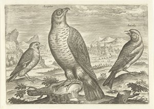 Tre fugler i et landskap Fugler (serietittel) Avium vivae (serietittel) av Adriaen Collaert
