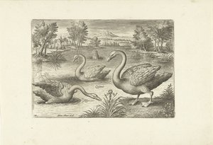 Tre svaner i en dam Fugler (serietittel) Avium vivae (serietittel) av Adriaen Collaert