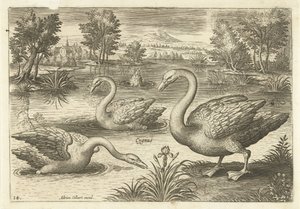 Tre svaner i en dam Fugler (serietittel) Avium vivae (serietittel) av Adriaen Collaert