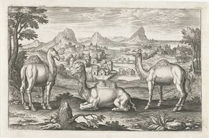 Dromedarer og en kamel Firebeinte dyr (serietittel) Animalivm Qvaddrvpedvm (serietittel) av Adriaen Collaert