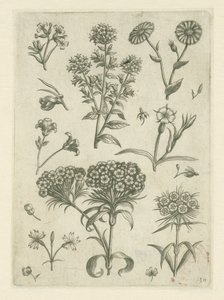 Søte William og andre blomster Florilegium (serietittel) av Adriaen Collaert