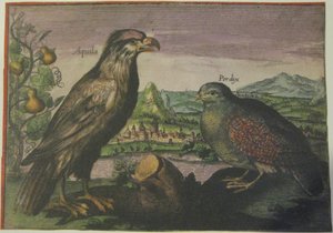  av Adriaen Collaert