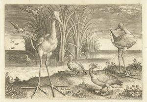 Noen vannfugler på en strand Fugler (serietittel) Avivm vivae (serietittel) av Adriaen Collaert