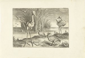 Noen vannfugler på en strand Fugler (serietittel) Avivm vivae (serietittel) av Adriaen Collaert