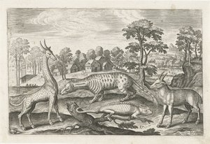 eksotiske dyr Firebeinte dyr (serietittel) Animalivm Qvaddrvpedvm (serietittel) av Adriaen Collaert