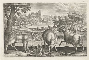 Geit og villsvin Firebeinte dyr (serietittel) Animalivm Qvaddrvpedvm (serietittel) av Adriaen Collaert