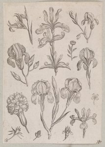 Iriser av Adriaen Collaert