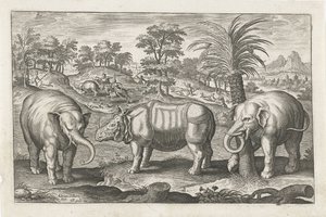 Elefanter og neshorn Firebeinte dyr (serietittel) Animalivm Qvaddrvpedvm (serietittel) av Adriaen Collaert