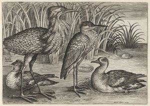 av Adriaen Collaert