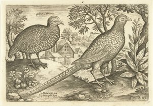 Two Fowls in a Landscape Avivm Vivae (serietittel) Birds (serietittel) av Adriaen Collaert