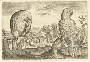To papegøyer i et landskap Avium Vivae (serietittel) Fugler (serietittel) av Adriaen Collaert