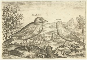 To fugler i et landskap Fugler (serietittel) Avium Vivae (serietittel) av Adriaen Collaert