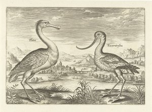 To vadefugler i et elvelandskap Fugler (serietittel) Avivm Vivae (serietittel) av Adriaen Collaert