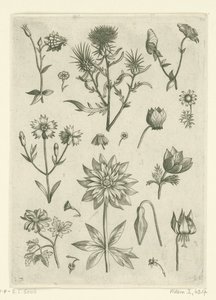 Verschillende bloemen, waaronder akelei en cyclaam Florilegium (series title)   1361614   no       norwegian Successfully Translated  Original: Maskerade van de Leidse studenten, 1870 (plaat 16) Gecostumeerde optogt gehouden door de leden van het Leidsche  av Adriaen Collaert