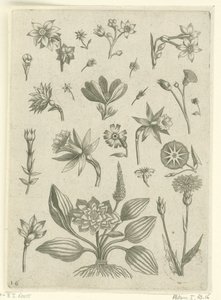 Ulike blomster, inkludert trompetpåskeliljer Florilegium (serietittel) av Adriaen Collaert