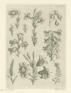 Fire store liljer og noen mindre blomster Florilegium (serietittel) av Adriaen Collaert