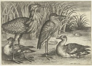 Fire vadefugler langs en elvebredd Fugler (serietittel) Avivm vivae (serietittel) av Adriaen Collaert